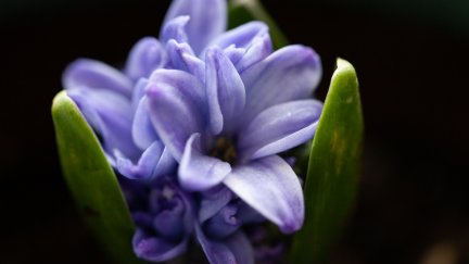 flowers, plants, petals | 5594x3147 Wallpaper - wallhaven.cc