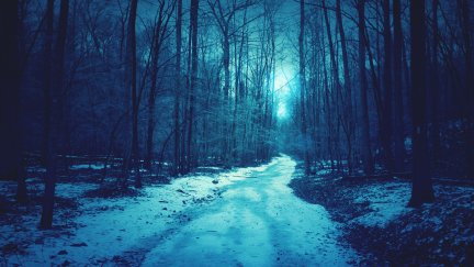 nature, forest, snow, path, trees, dirt road, blue, cyan | 2560x1600 Wallpaper