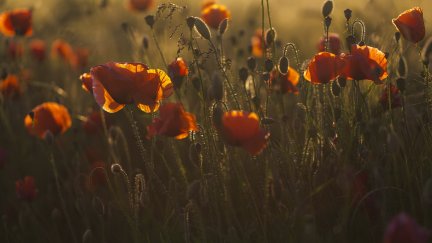 plants, flowers, poppies, red flowers, nature, low light, closeup