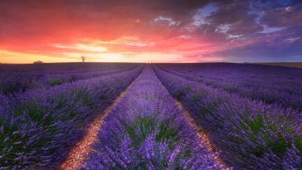 lavender, field, plants, Agro (Plants), sky, sunlight, landscape ...