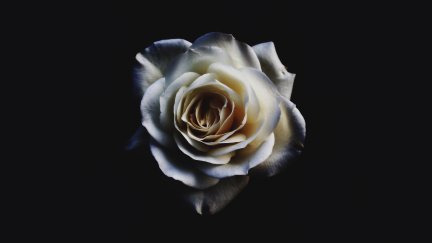 nature, flowers, rose, white rose, low light, closeup | 5456x3632