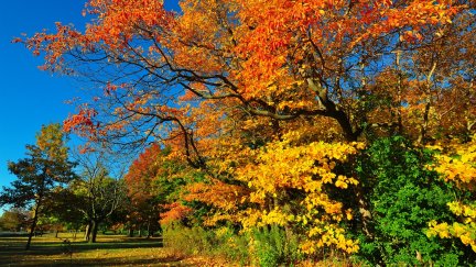 fall, nature, grass, trees, sky blue, plants | 1920x1080 Wallpaper ...