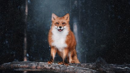 animals, mammals, fox | 2500x1667 Wallpaper - wallhaven.cc