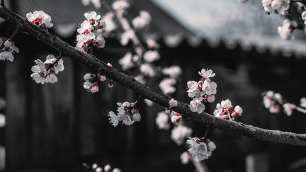 cherry blossom, red, black, white, selective coloring, branch, macro
