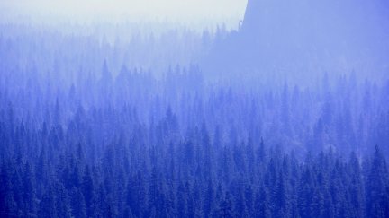 forest, trees, blue | 4930x2775 Wallpaper - wallhaven.cc