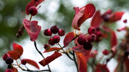 plants, red, leaves | 2048x1365 Wallpaper - wallhaven.cc