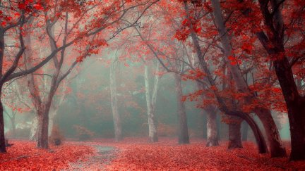 ultrawide, photography, fall, trees | 2560x1080 Wallpaper - wallhaven.cc