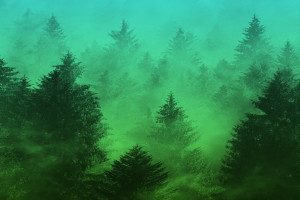 Wallpaper Search: forest - wallhaven.cc