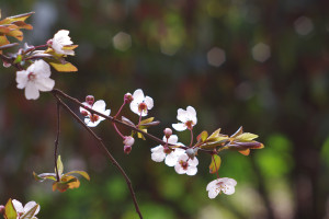 peach blossom wallpapers - wallhaven.cc