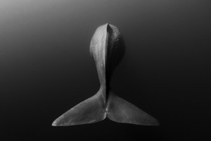 Wallpaper Search: whale - wallhaven.cc